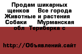 Продам шикарных щенков  - Все города Животные и растения » Собаки   . Мурманская обл.,Териберка с.